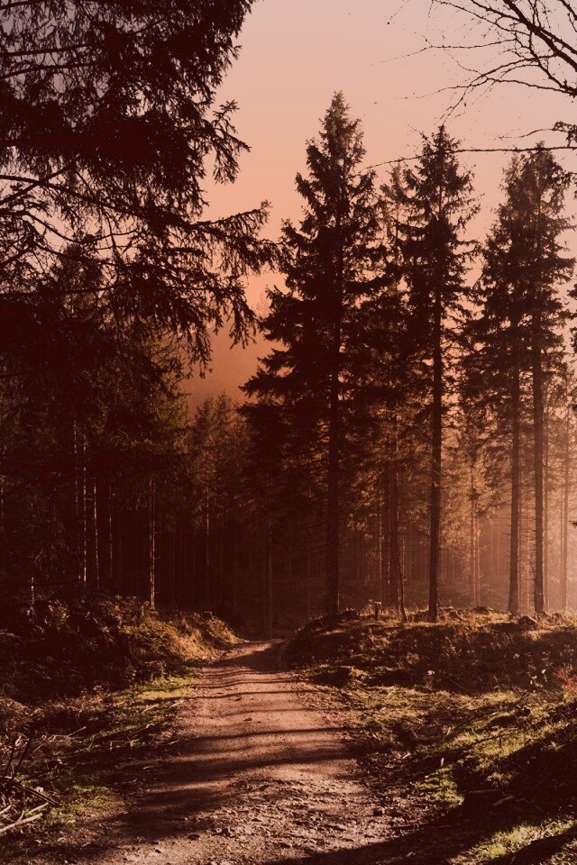 Лесная дорога обои