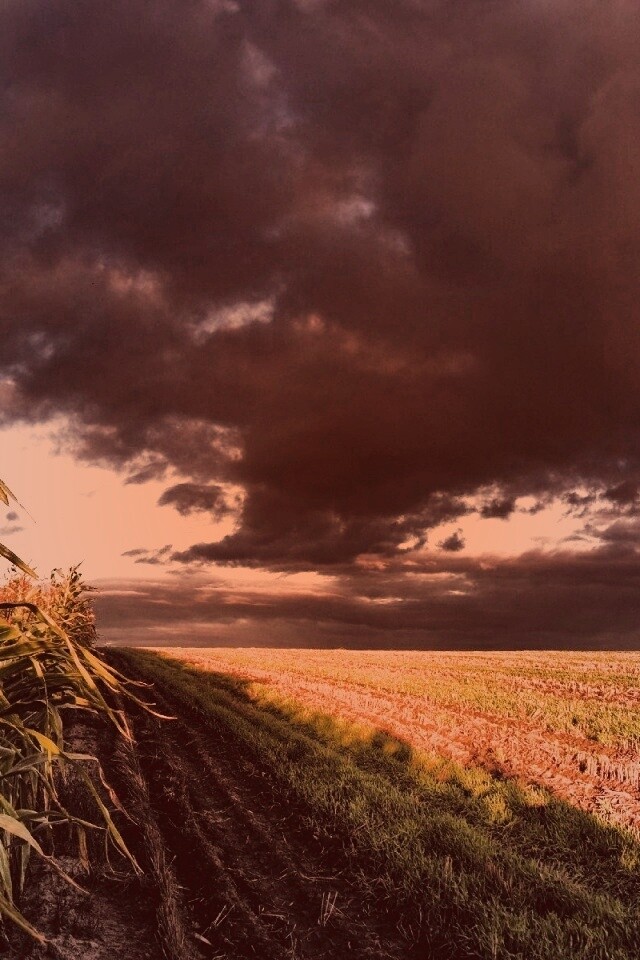 Кукурузное поле обои
