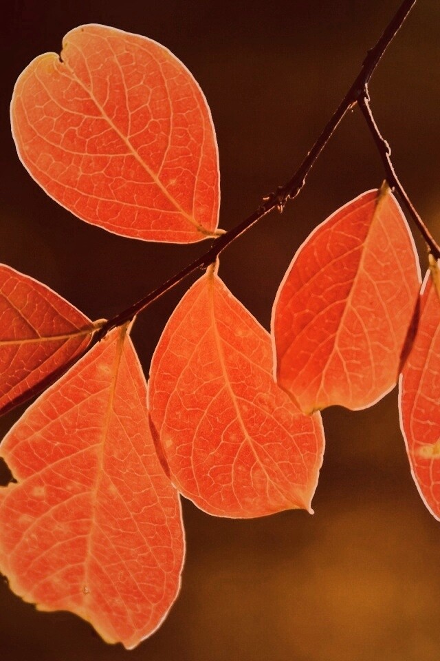 Ветка с оранжевыми листьями обои