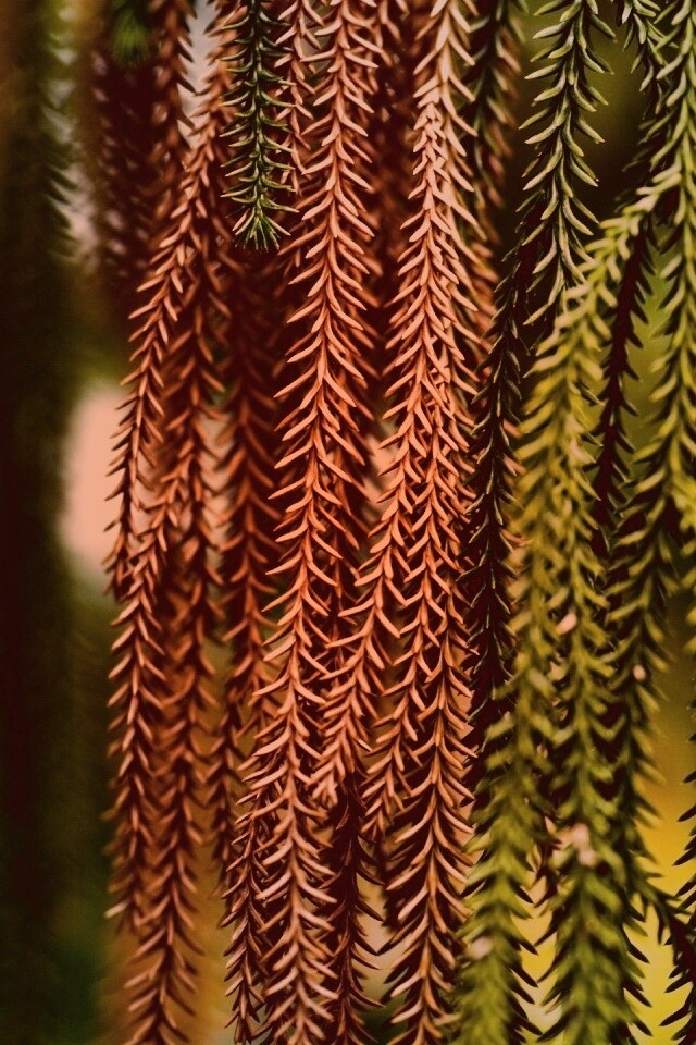 Зеленые колючки обои