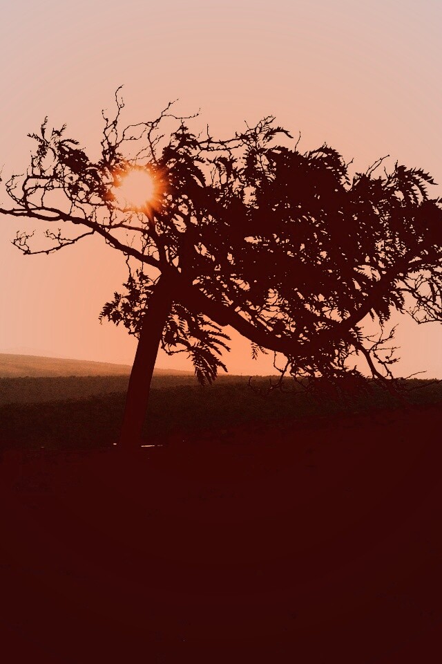 Дерево на закате обои