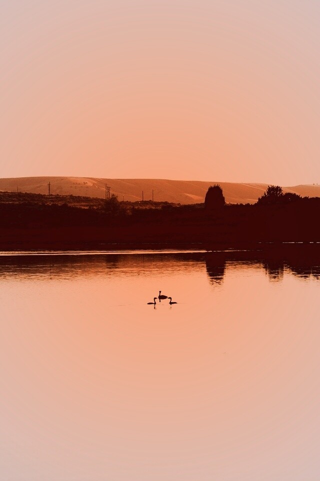 Утиное озеро обои