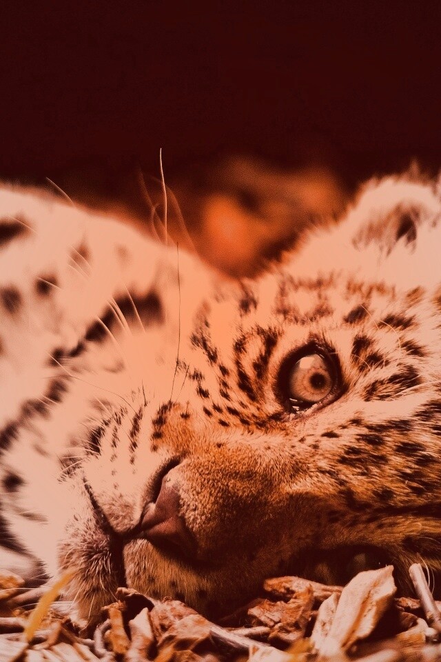 Гепард котенок обои