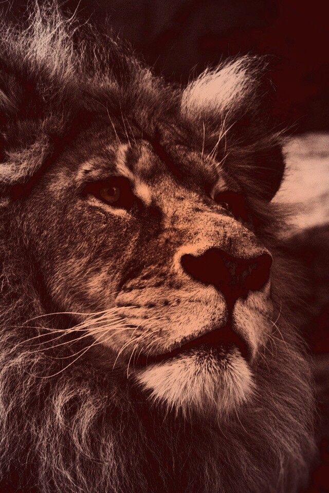 Гордый черно-белый лев обои