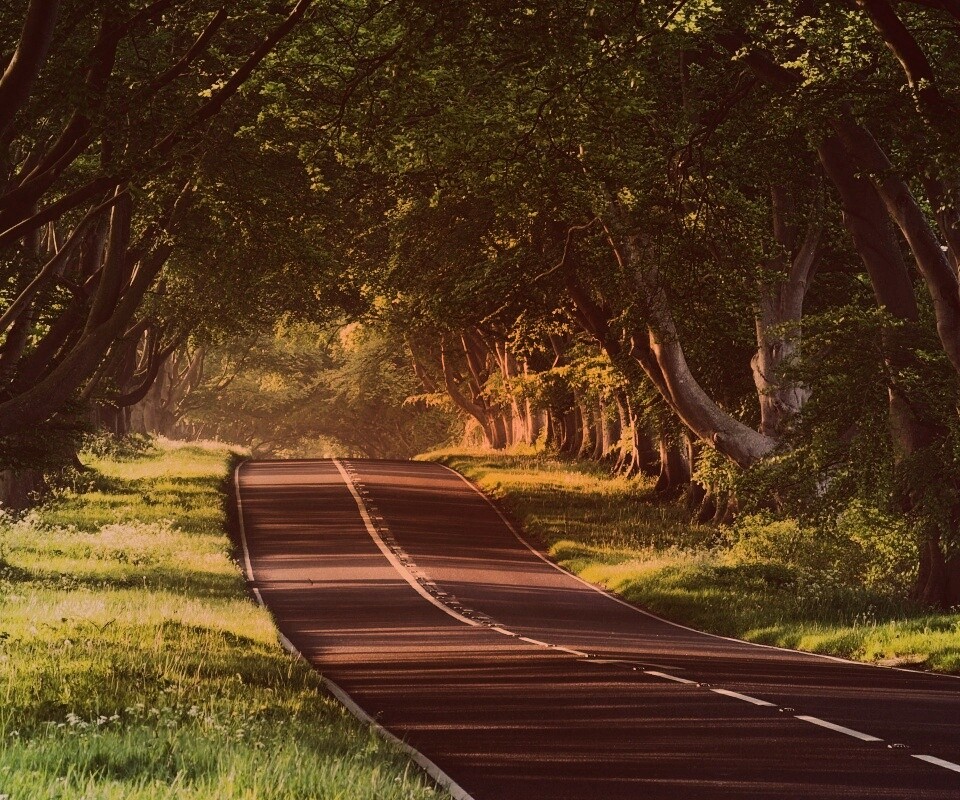 Трасса в тени деревьев обои