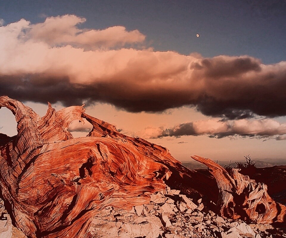 Прелести природы обои