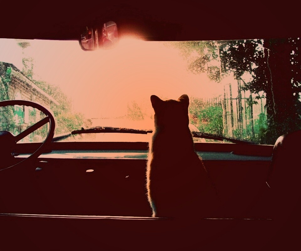 Кот навигатор обои