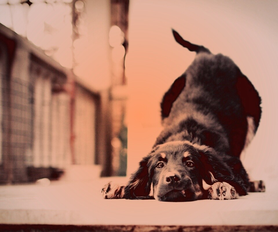 Игривый пес обои