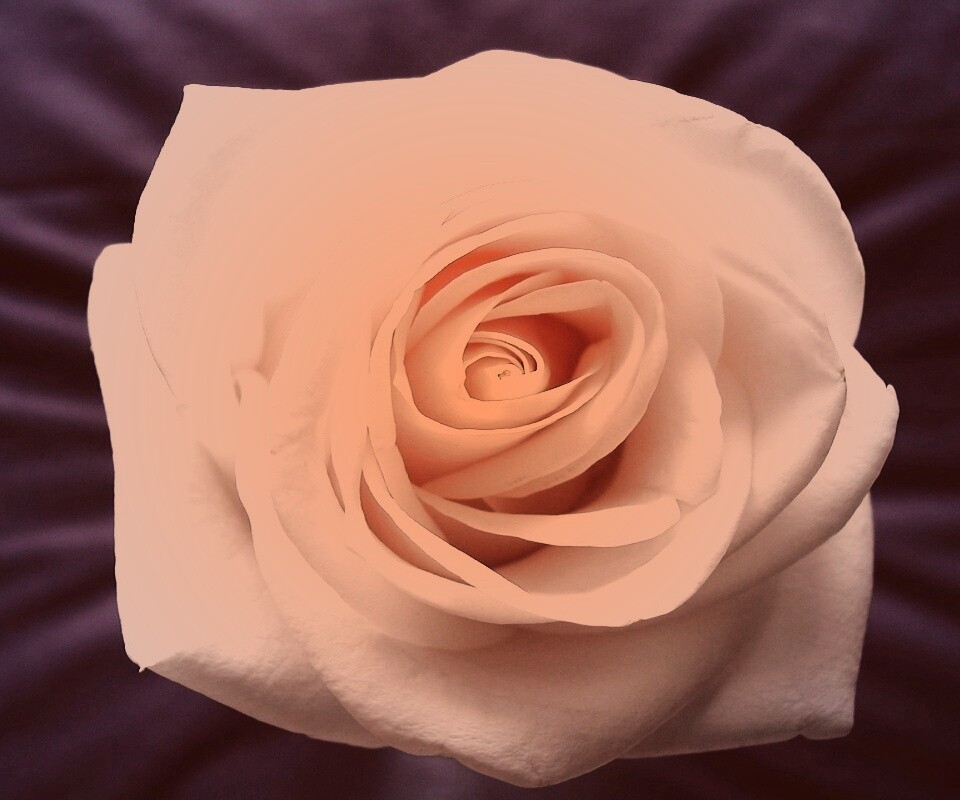 Белая роза обои