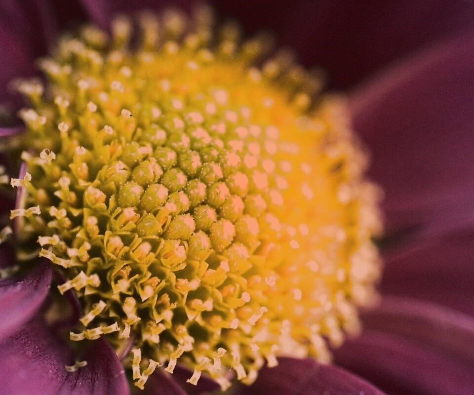 Цветок обои