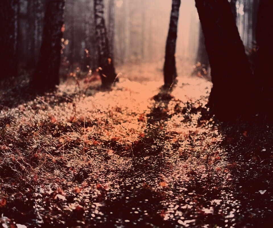 Лесная земля обои