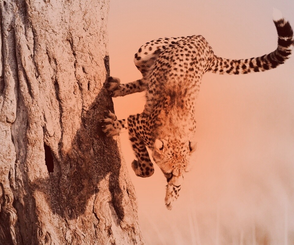 Скалолаз обои