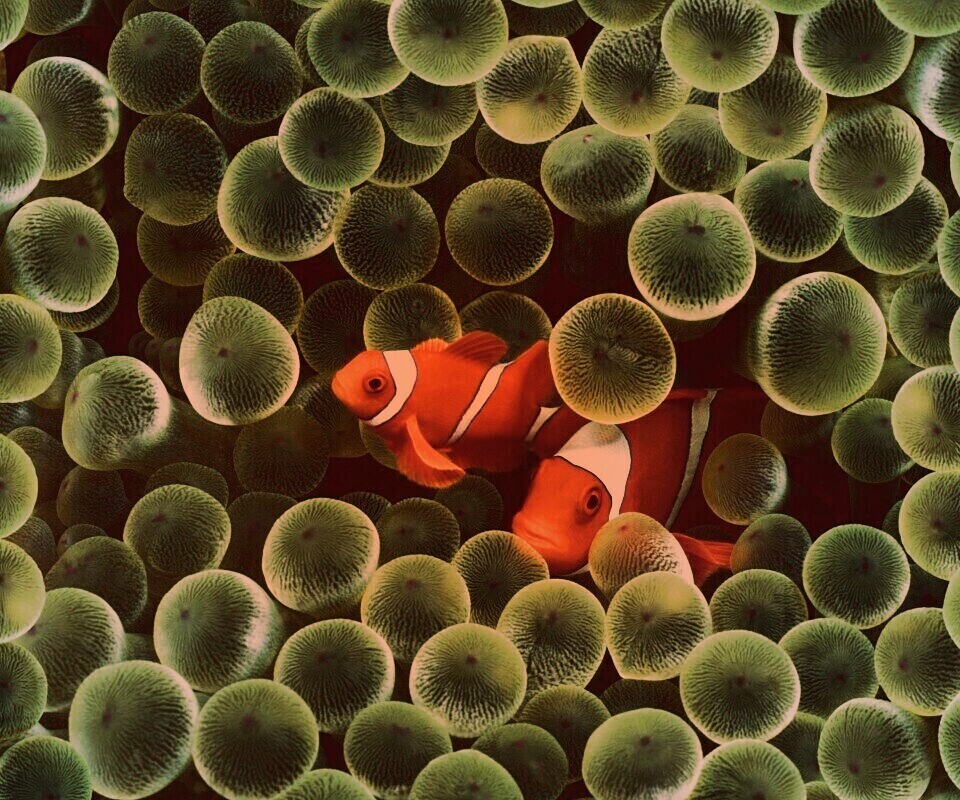 Рыбка клоун стандартные обои iPhone обои