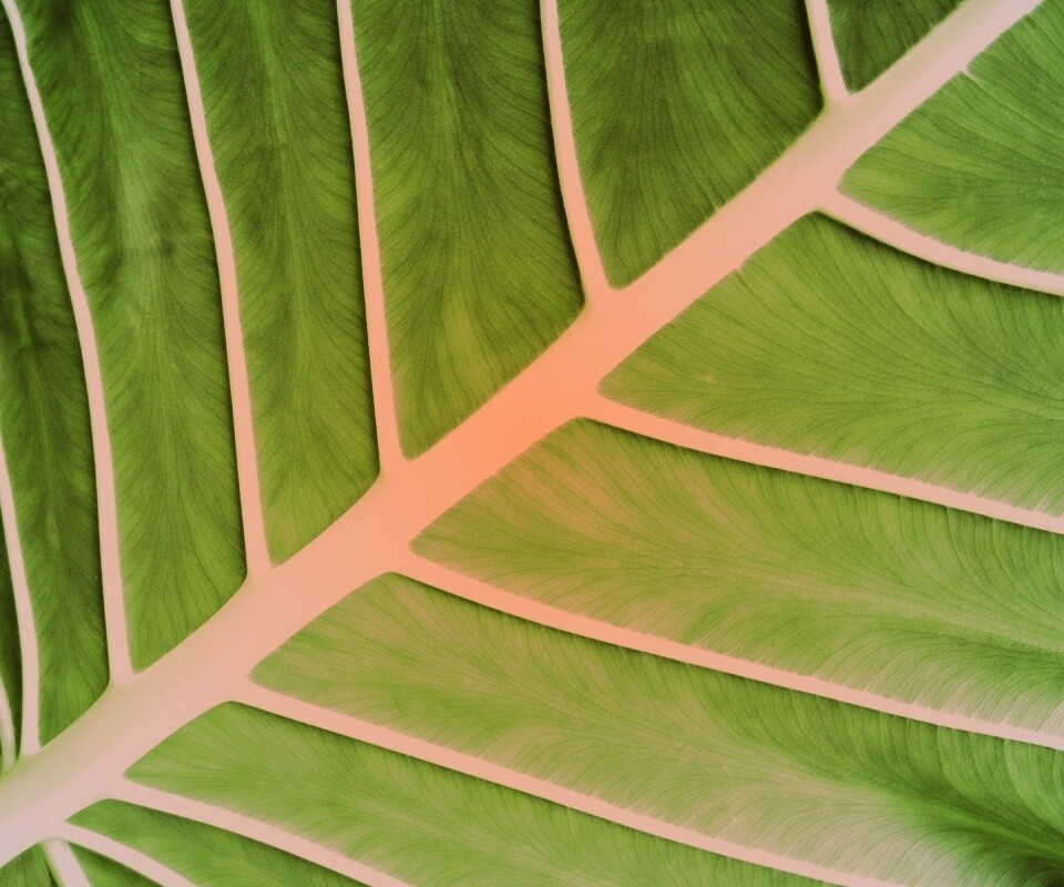 Пальмовый лист обои