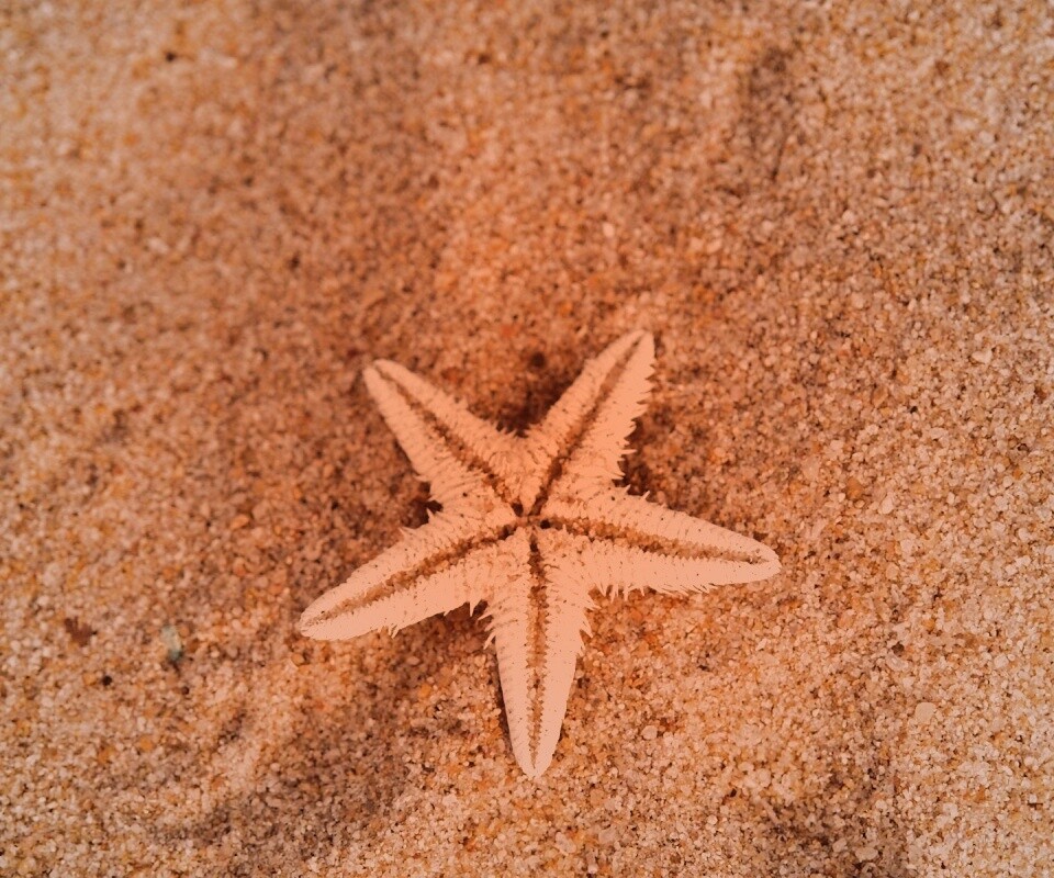 Морская звезда на песке обои