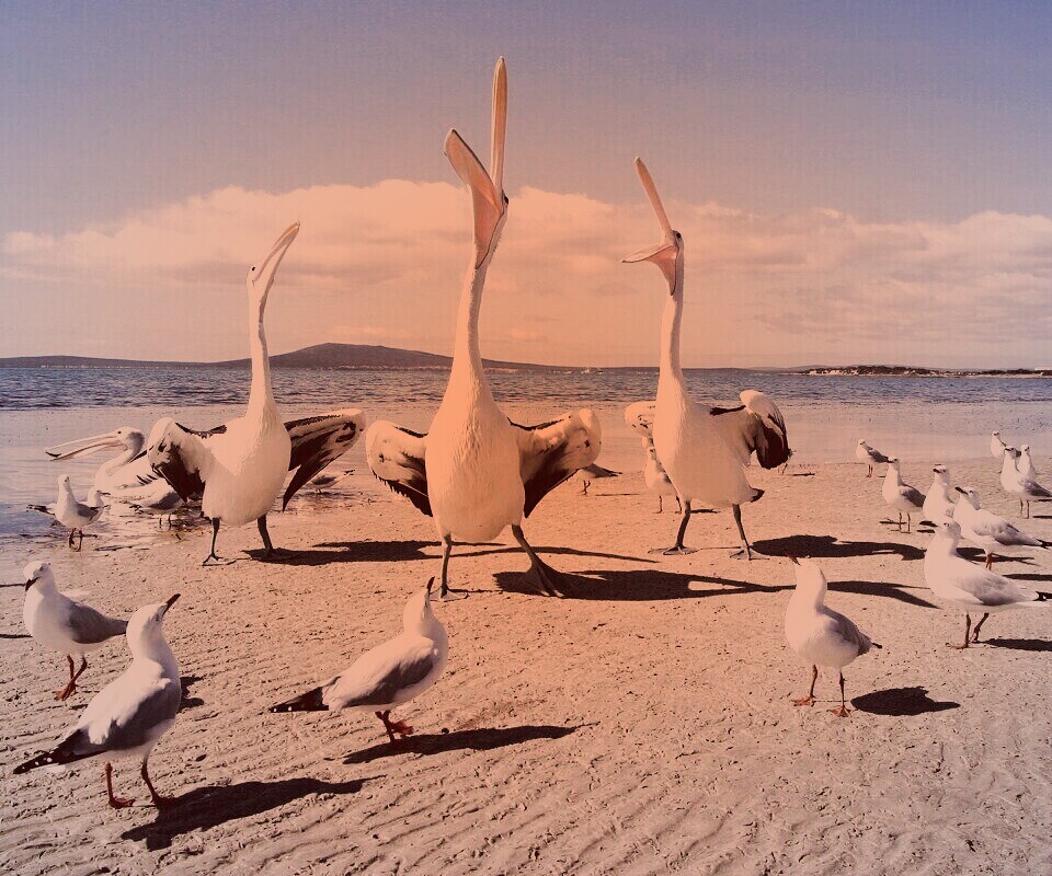 Пеликаны и чайки обои