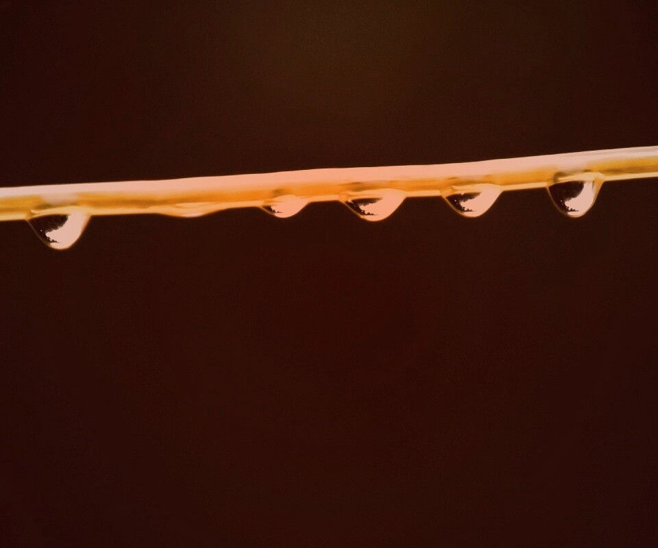 Капли на соломинке обои