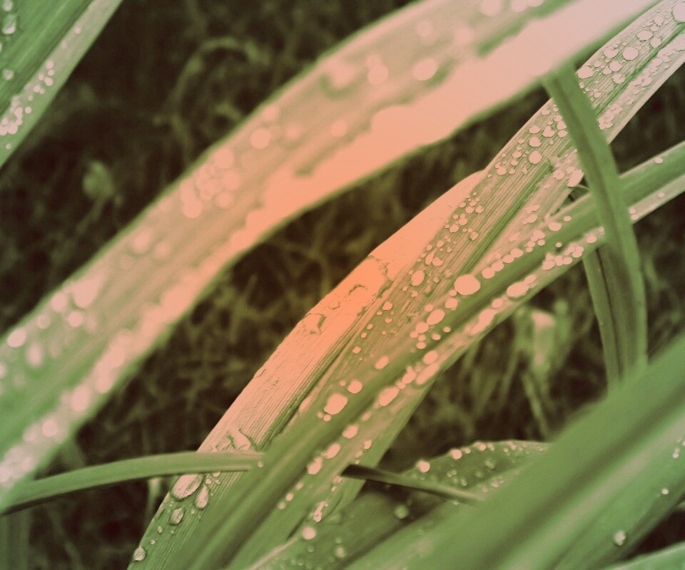 Роса на траве обои