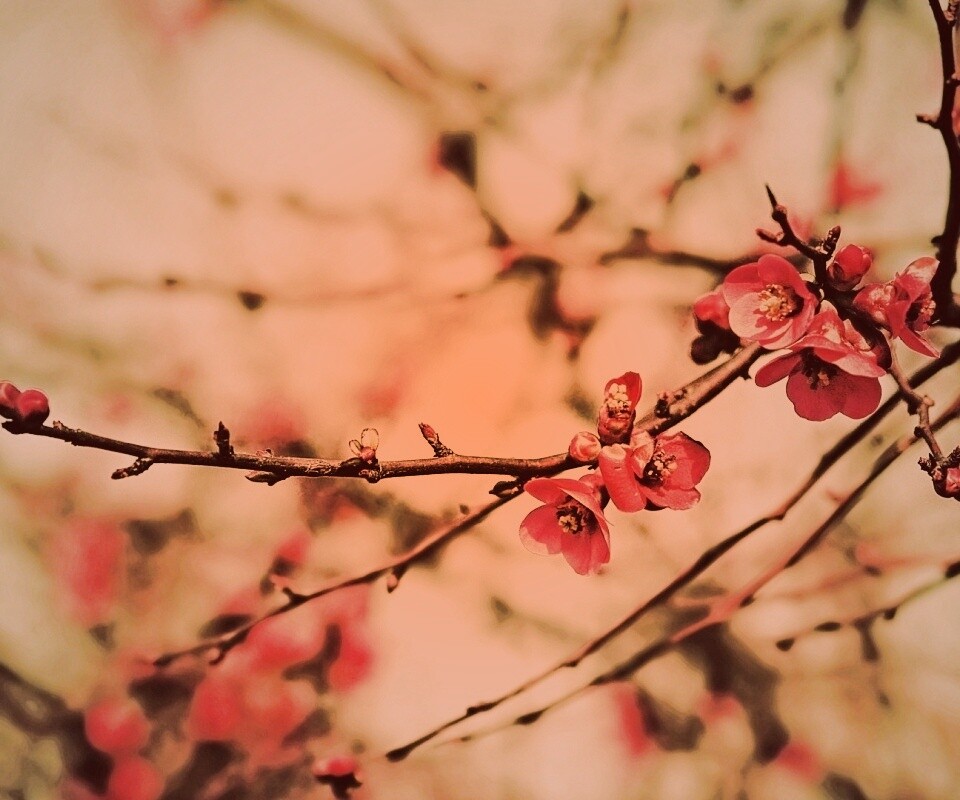 Весеннее цветение обои