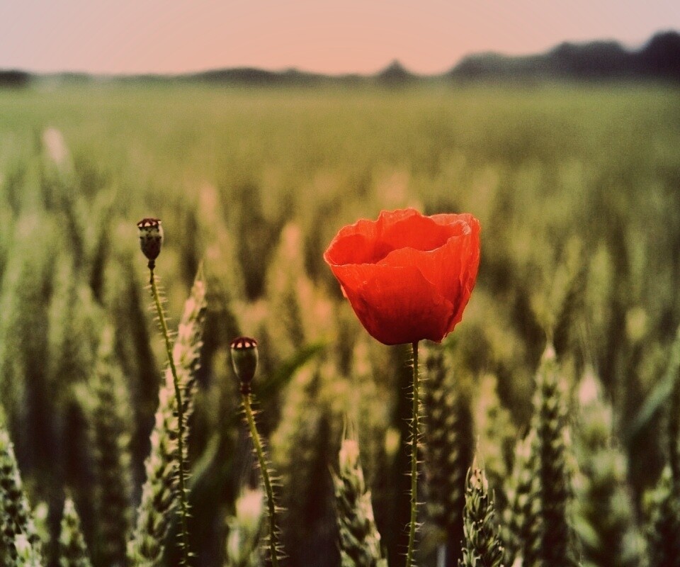 Первый распустившийся мак обои