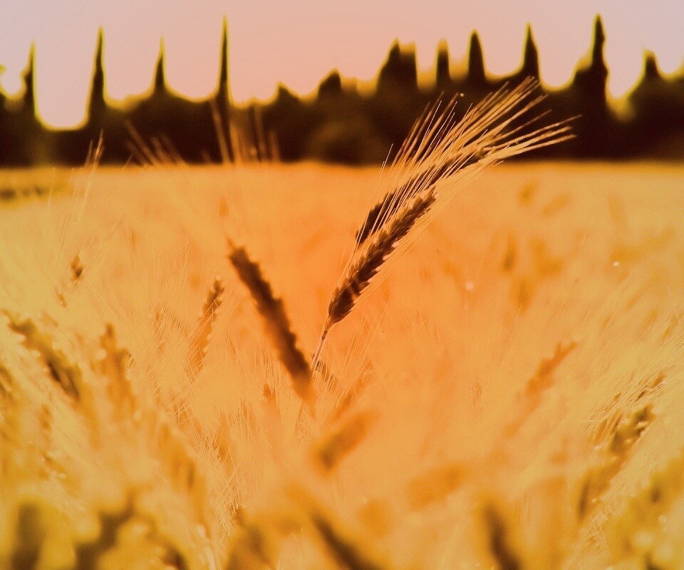 Пшеничное поле обои