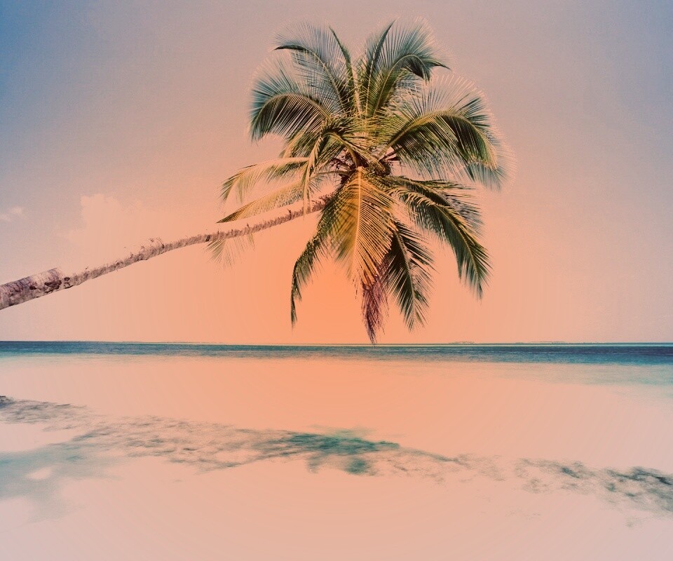 Пальма на лазурном берегу обои