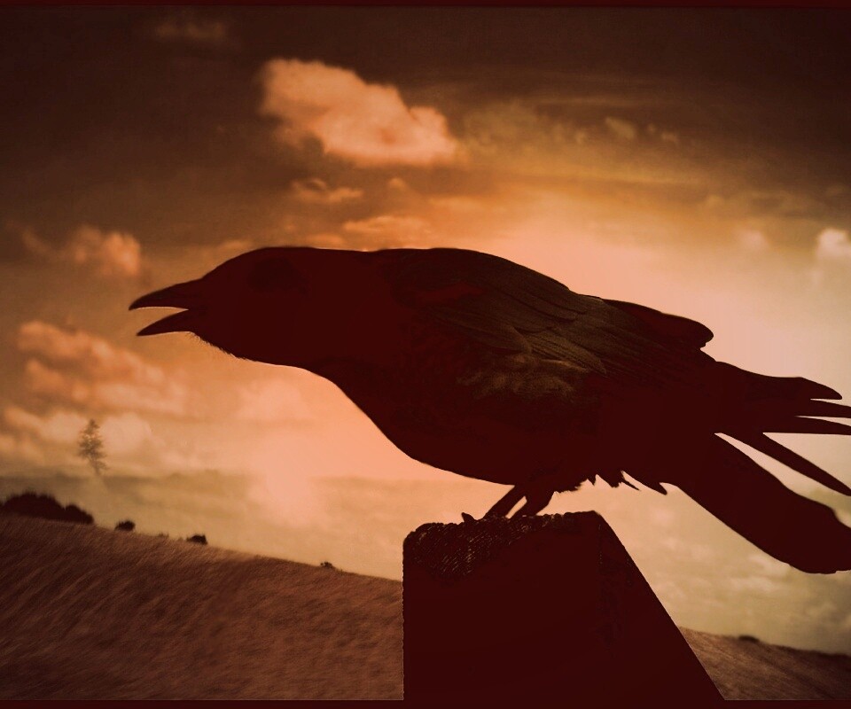 Чёрный ворон обои