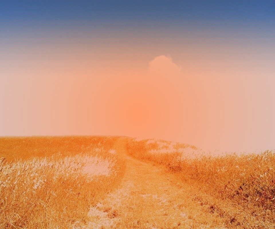 Золоте поле обои