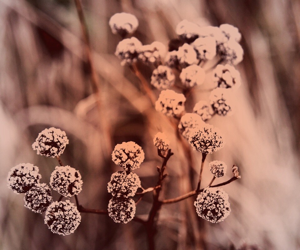 Иний на растении обои