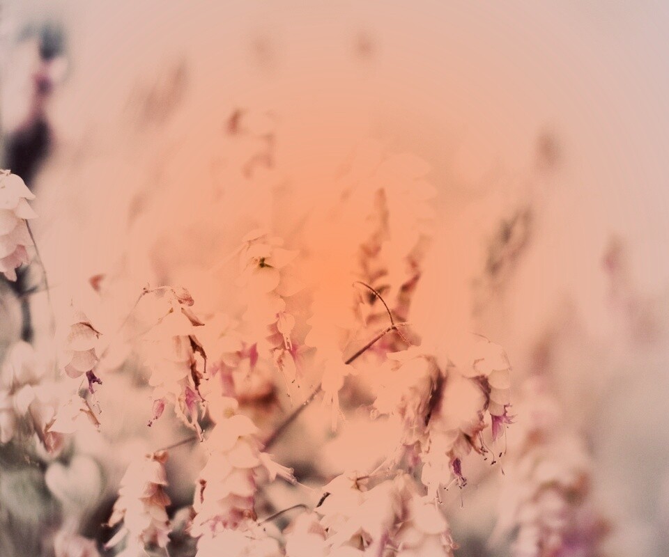 Висящие цветочки обои