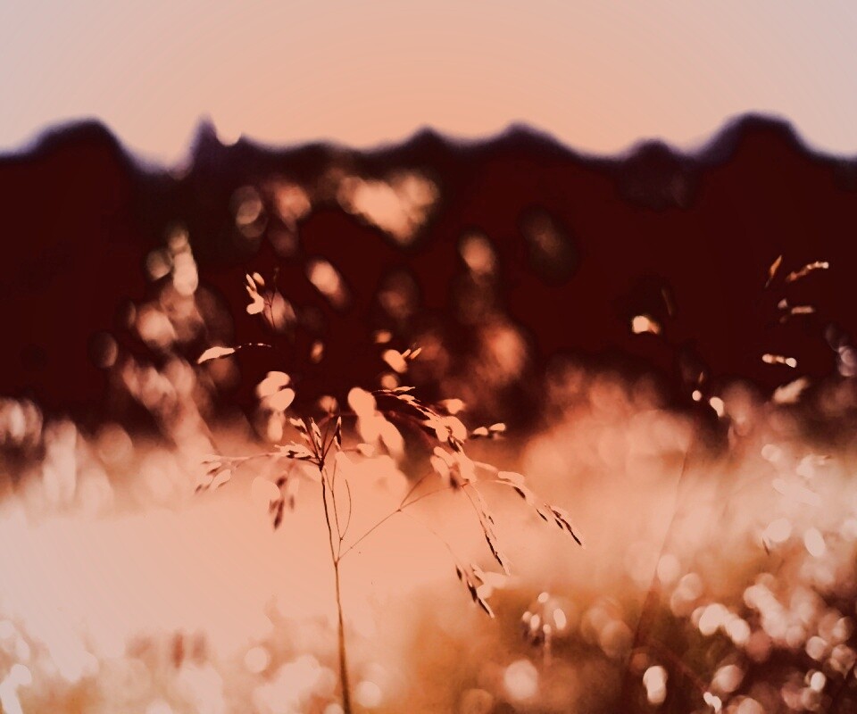 Трава на солнце обои