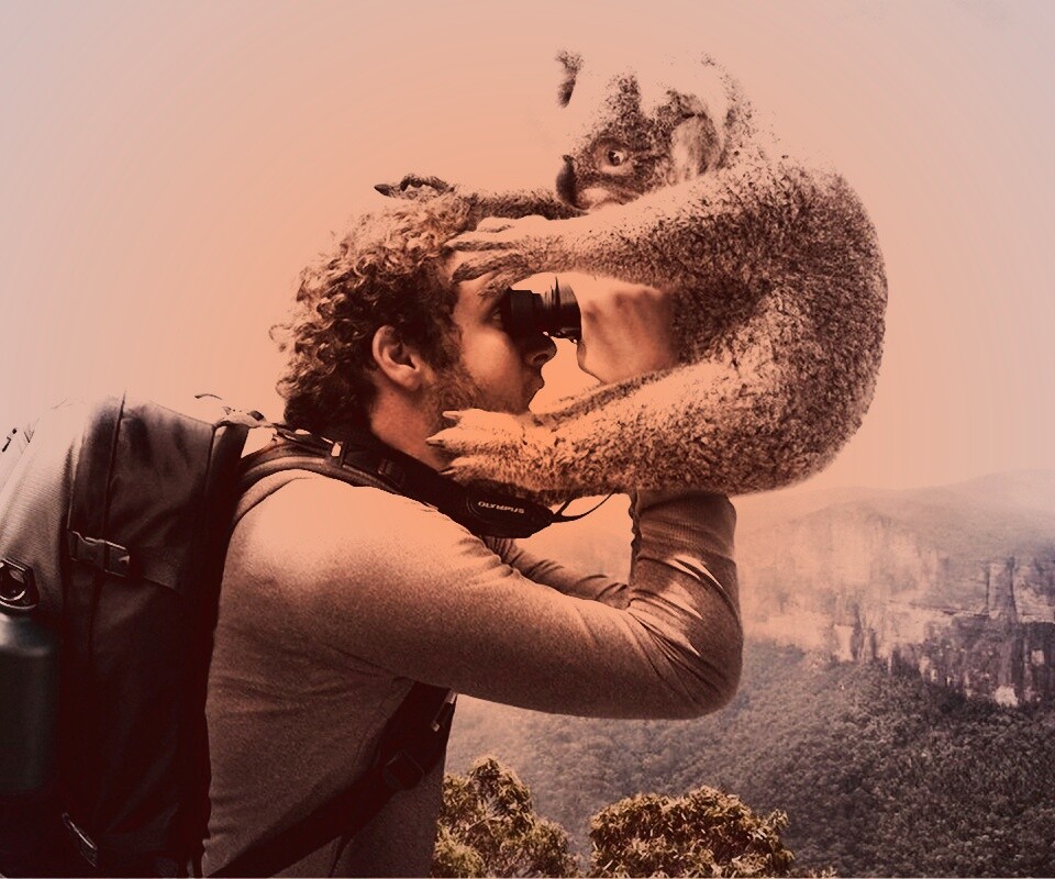 Коала ближе чем кажется обои