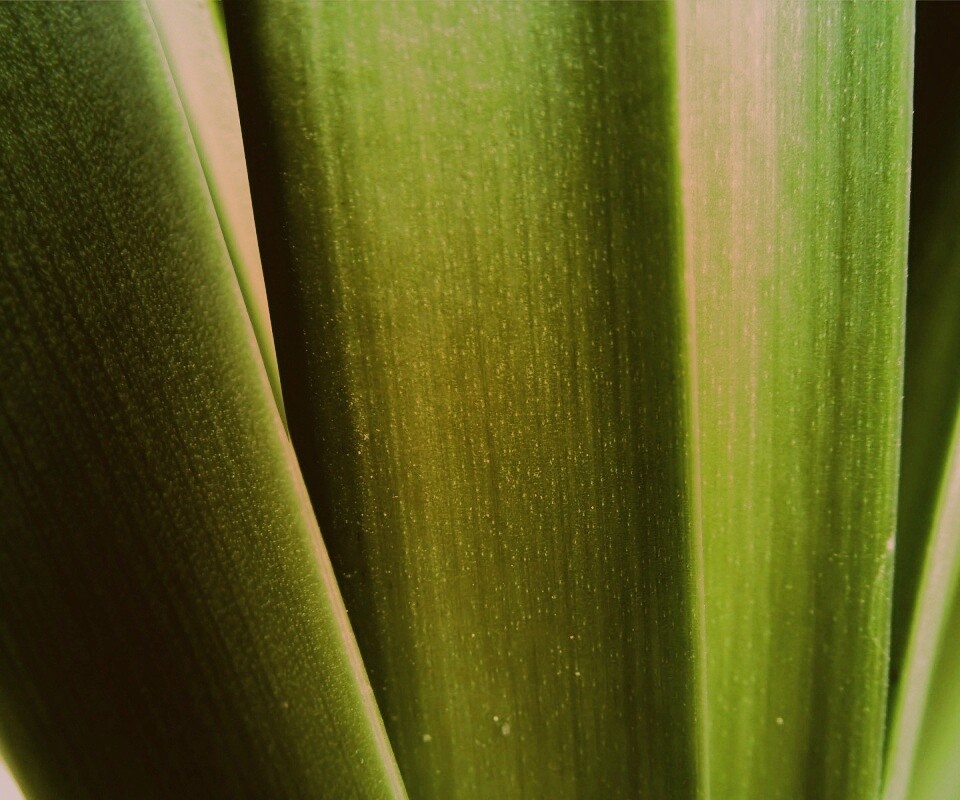 Сочная травинка обои