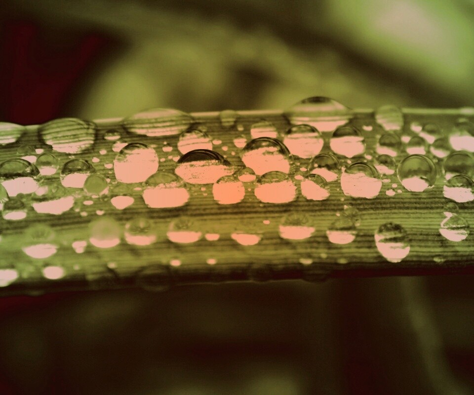 Капли на травинке обои