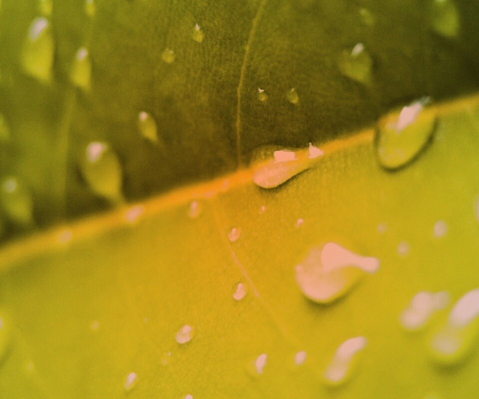 Капли на листе обои