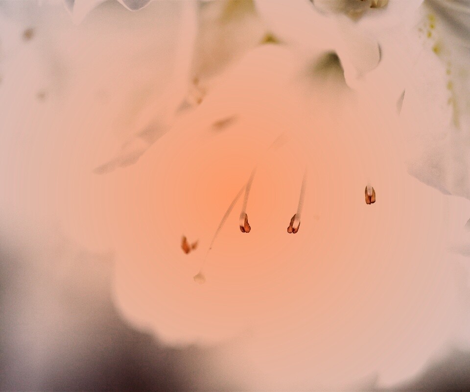 Цветок орхидеи обои