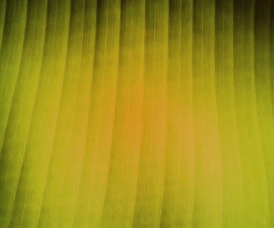 Травяные полосы обои