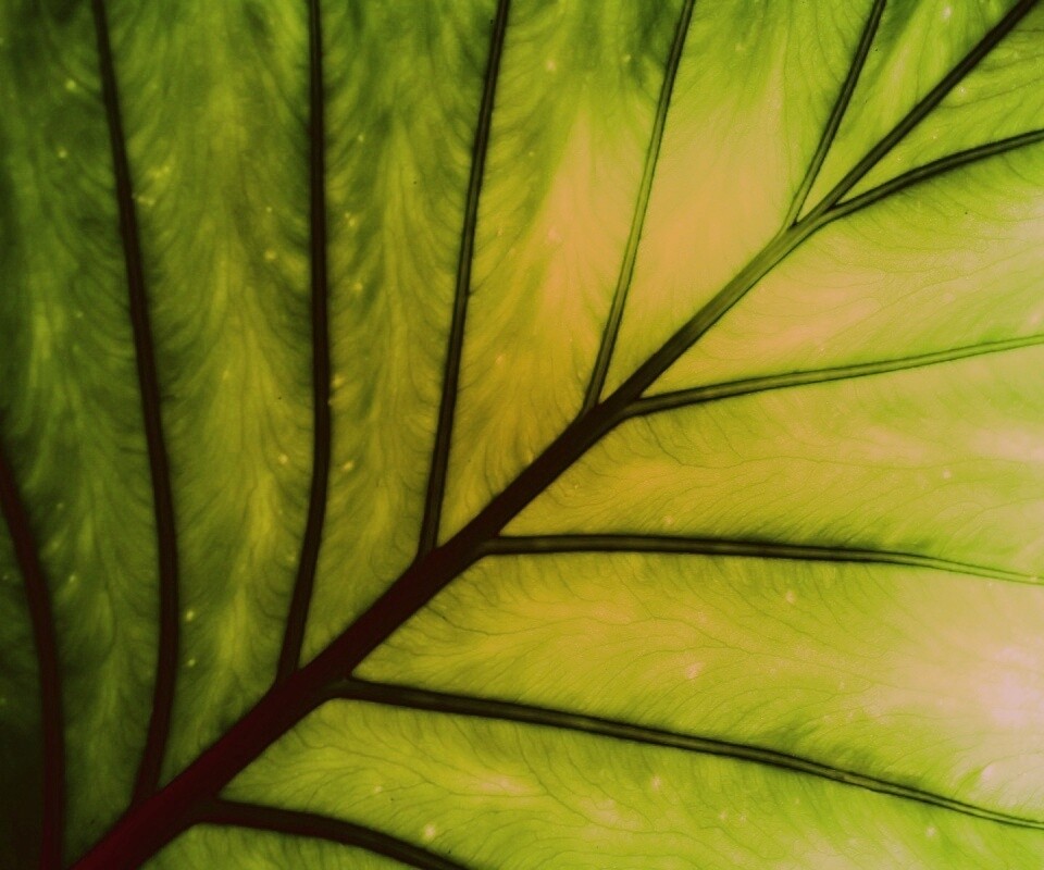 Макро фото листа обои
