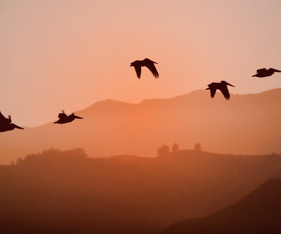 Взлетающие птицы обои