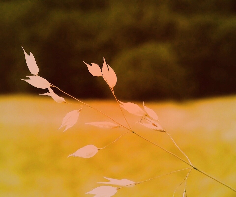 Белые полевые цветочки обои