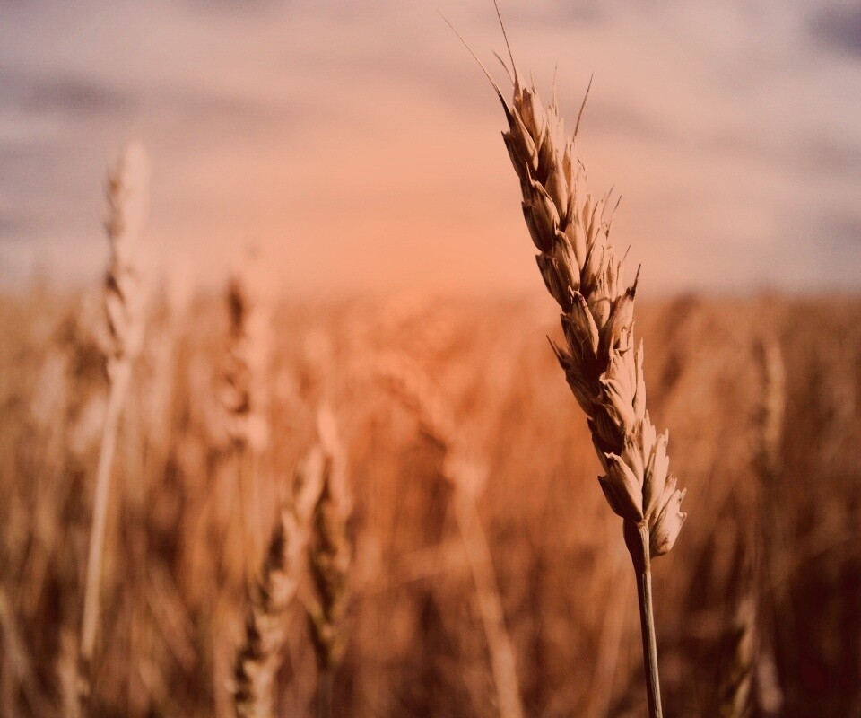 Колосок обои