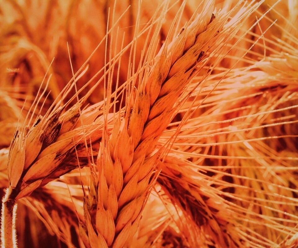 Зреющий колос обои