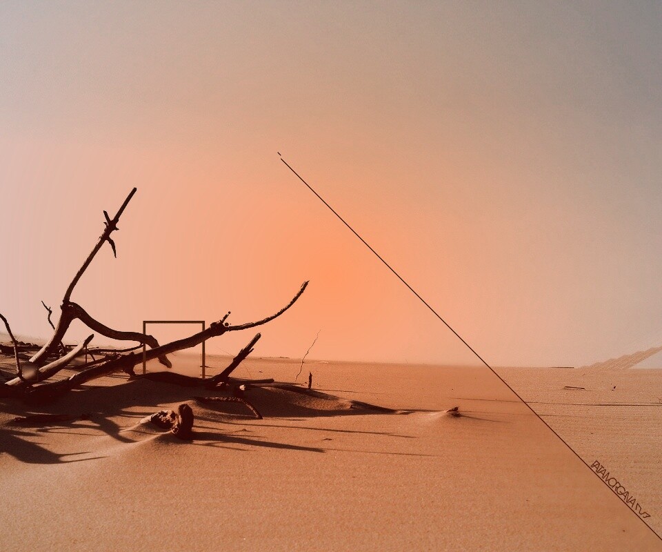 Сухостой в песках обои