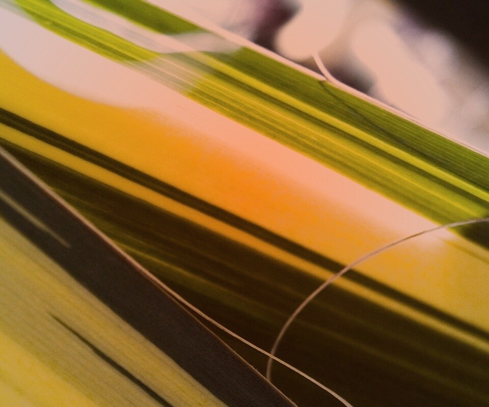 Желто-зеленые травинки обои