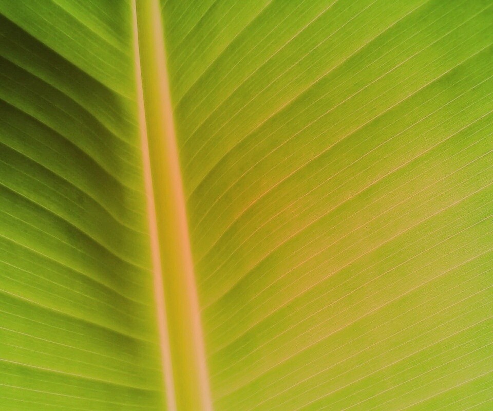 Желтый черенок листа обои