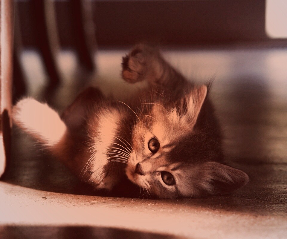 Котенок играет под стулом обои