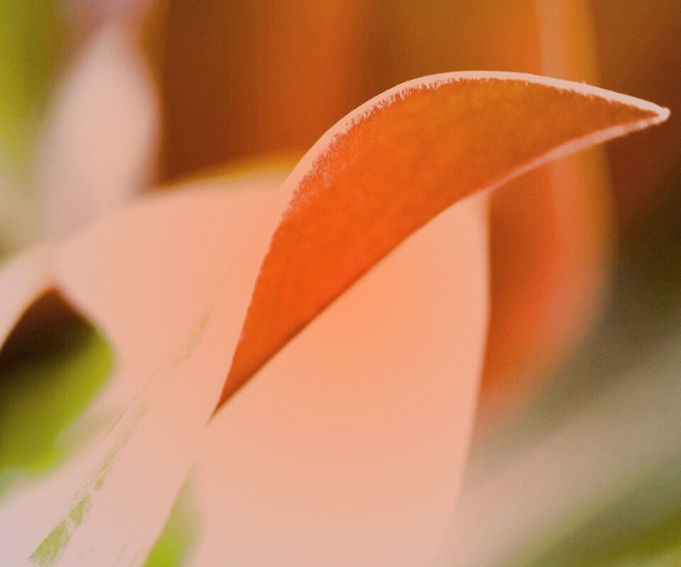 Обратаня сторона листа обои