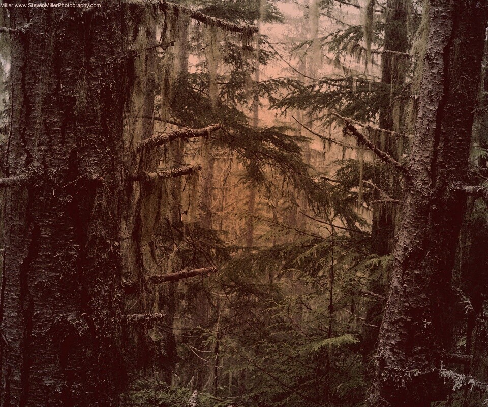 Темная чаща обои