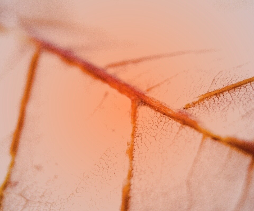 Желтый лист обои