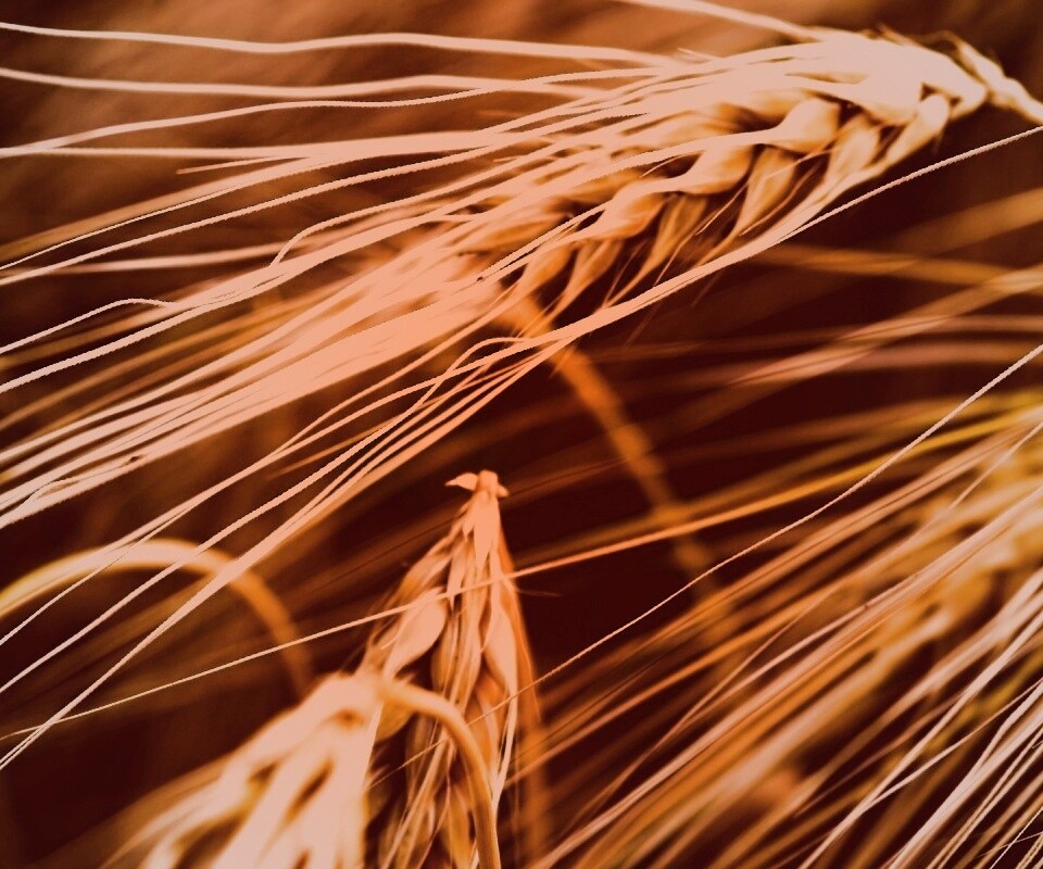 Лохматые колосья обои
